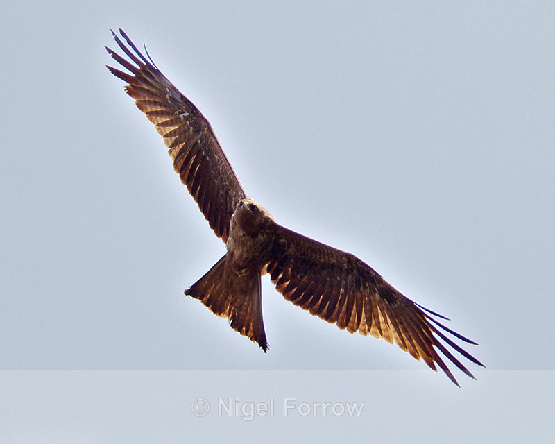 Black Kite in flight - Black Kite