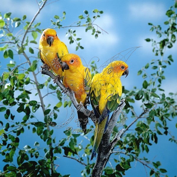 Jenday Conures - ANIMALS