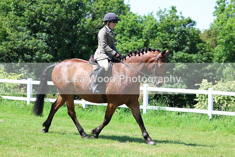 3E7A7144 - Class 30: Novice Working Hunter