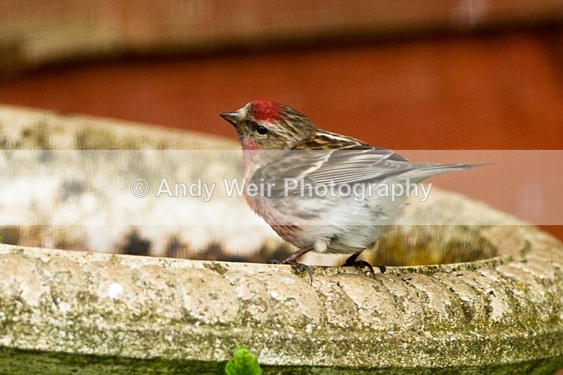 20120519-_MG_9804 - Buntings