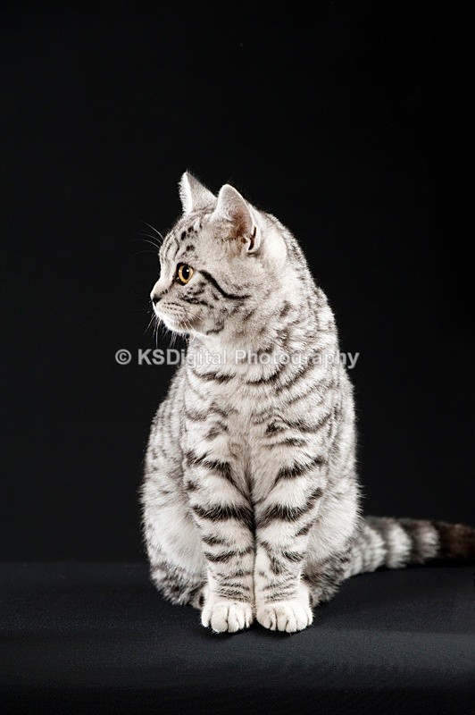 Tufton Miami Inkspot (30s) - Tufton British Shorthairs