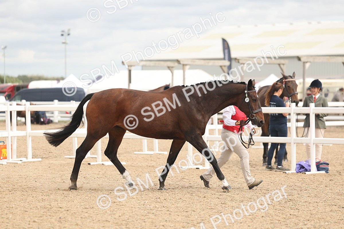 SBM_16978 - Class 312 - IH Competition Horse-Pony