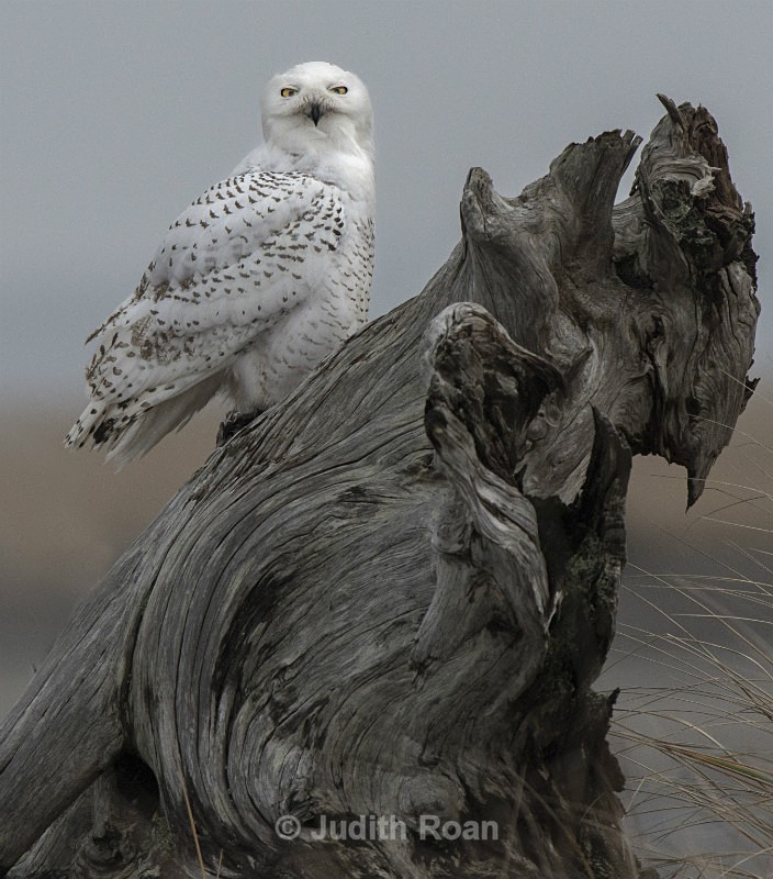 Snowy Owl 2012-4 - Snowy Owls