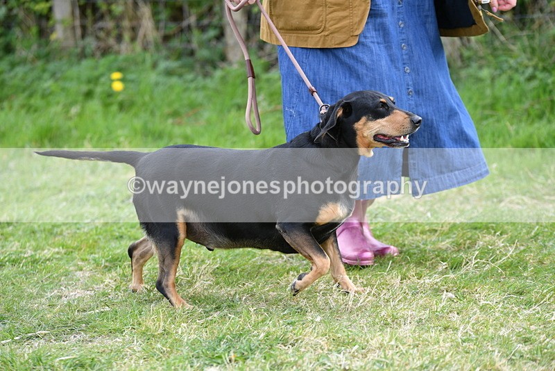 WJ5_0051 - Class 5 Best Veteran / 7 years & over