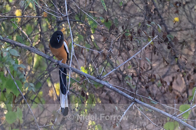 Rufous Treepie, Bandhavgarh Tiger Reserve, Madhya Pradesh, India - Rufous Treepie