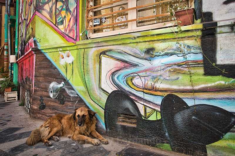  - Street Art & Stray Dogs - Valparaiso, Chile