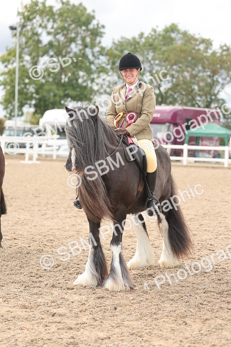 SBM_18084 - Class 314 - Family Horse Pony