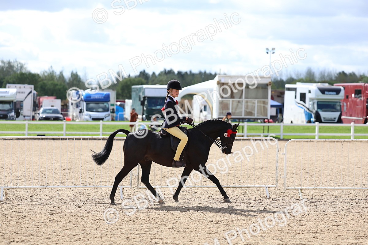 SBM_13256 - Class 311 - Ridden Show Pony Show Hunter Pony