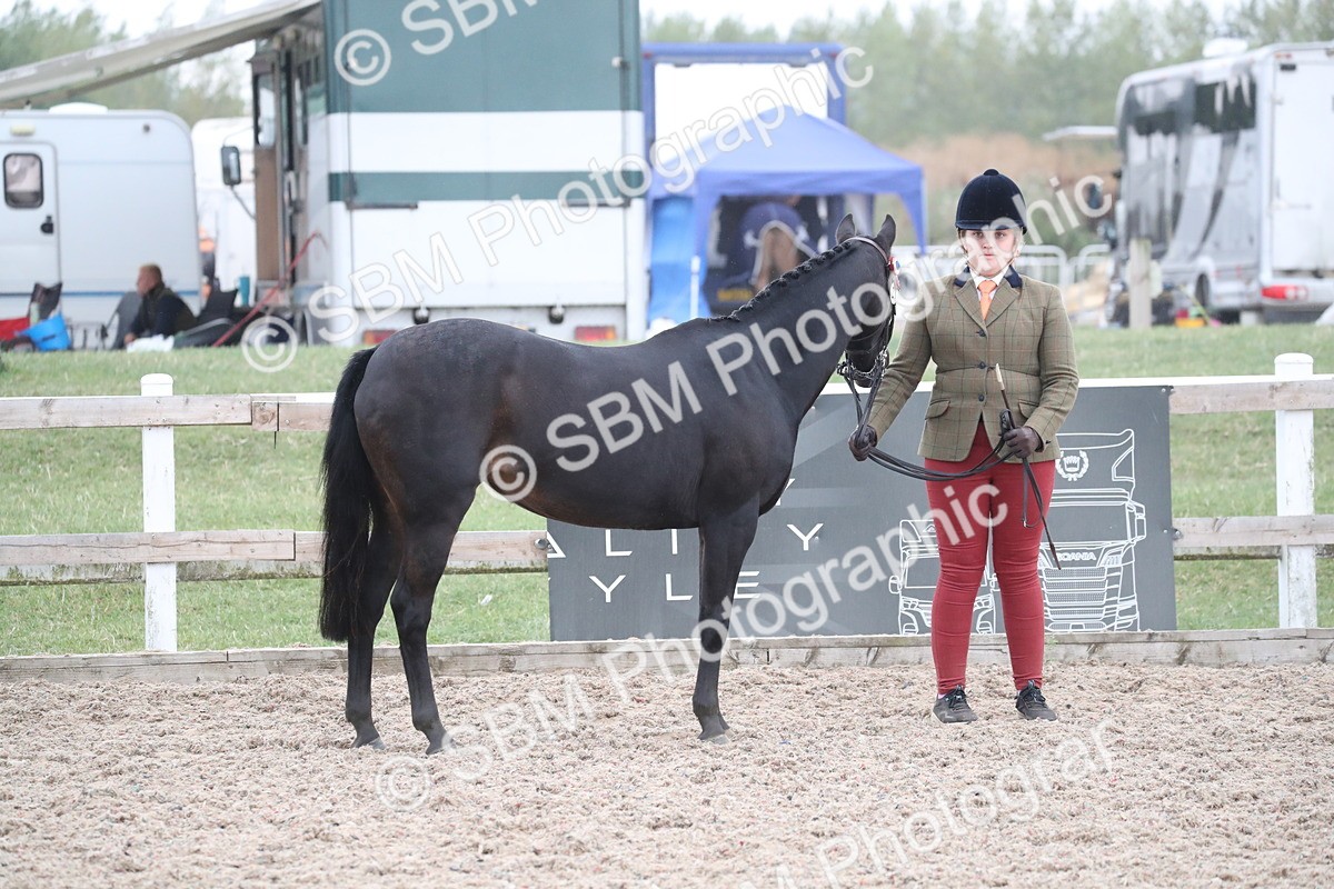 SBM_18342 - Class 318 IH Part bred Horse/Pony