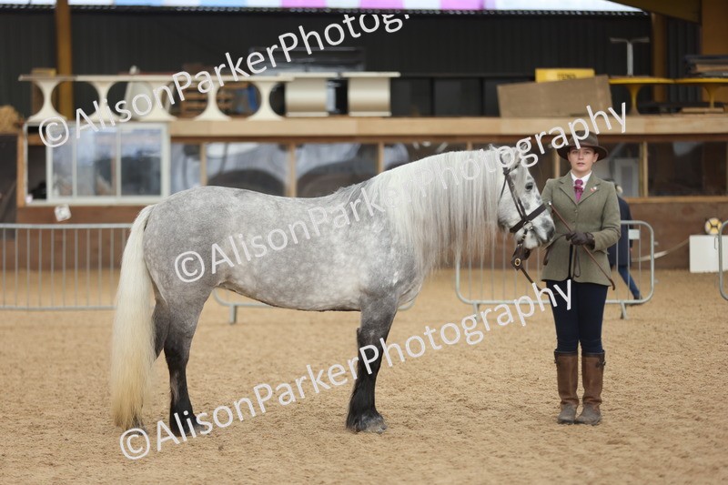 20251109-1041 - Class 28 - Mares 4 Years and over