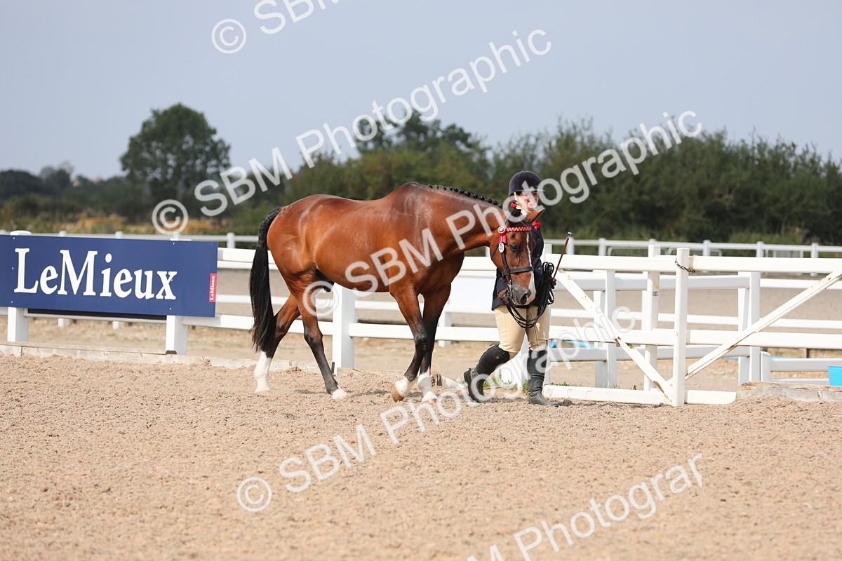 SBM_15654 - Class 312 IH Competition Horse/Pony