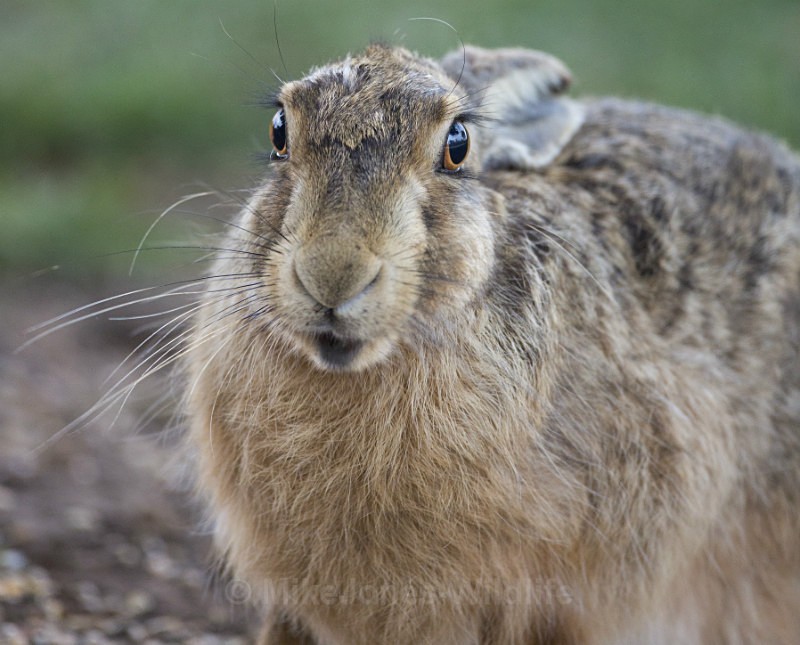 Brown Hare ref bh 8 - New, Brown Hare Gallery