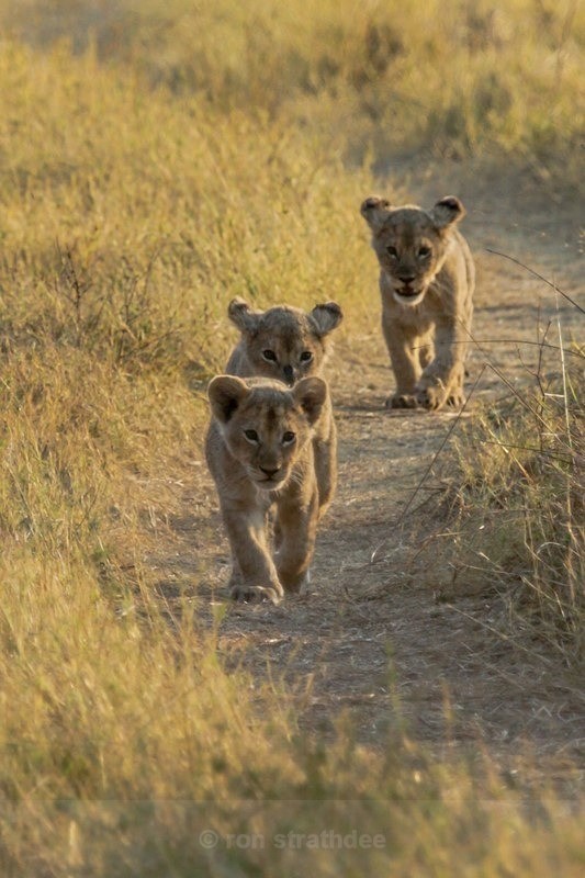 Up to Mischief - Botswana Wildlife