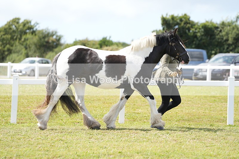DSC07080 - Class 61: Coloured Horse 4yrs & Over