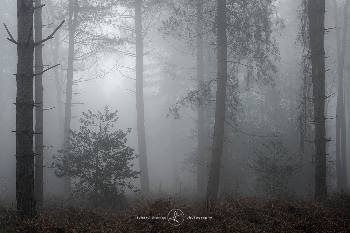 Holly for Alice - Woodland