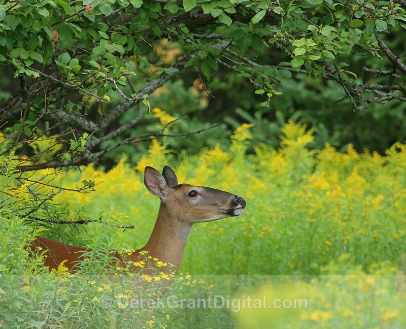 White-tailed doe - Mammals, Reptiles & Amphibians