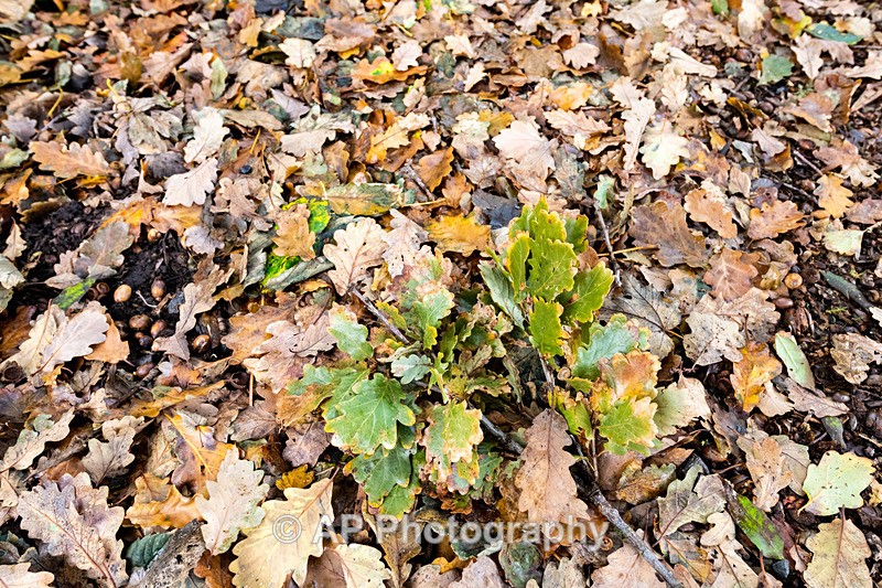 ANT_5651-1 - Autumn Colours