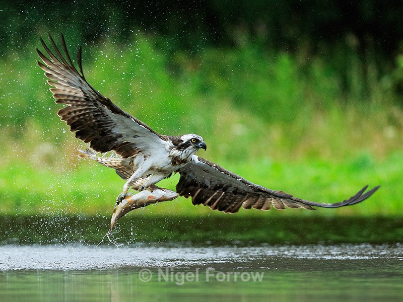 Scottish Osprey lifts off with a fish at Rothiemurchus - Osprey