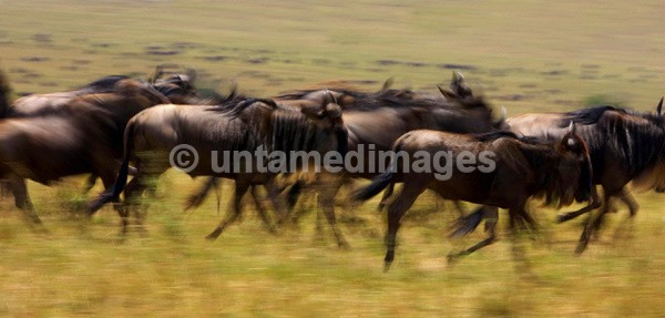 Blue Wildebeest - Kenya