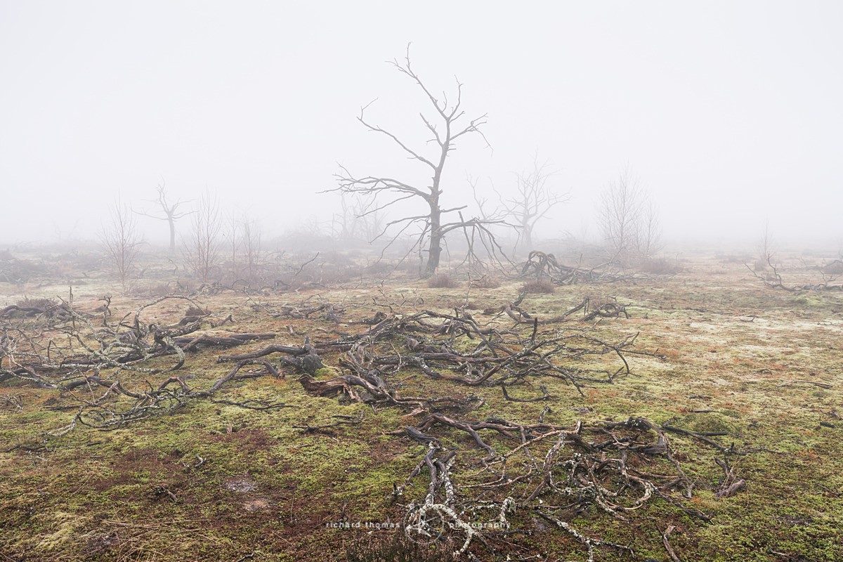  - Charred Mist
