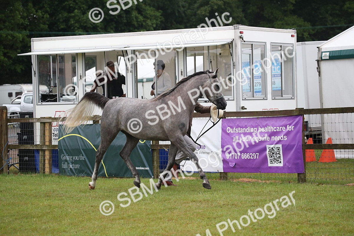 SBM_00024 - Class 17-20 - Arab & Part Bred - Anglo Arab In Hand