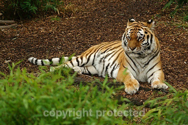 Amur Tiger - Anoushka (Colchester Zoo) - Tigers