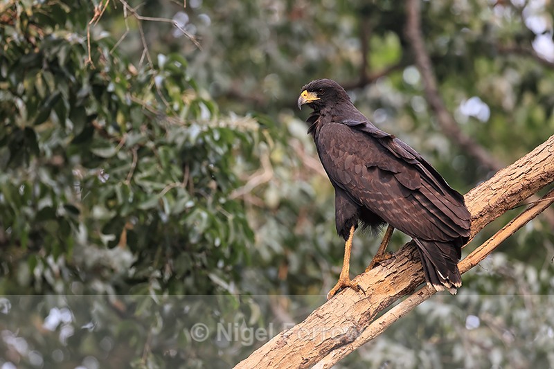 Common Black Hawk side view, Pantanal, Brazil - Common Black Hawk