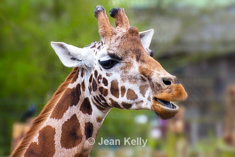 Giraffe - DSC_4439 - Giraffes