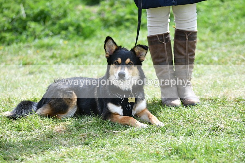 WJ5_9795 - Class 3 Most Handsome Dog