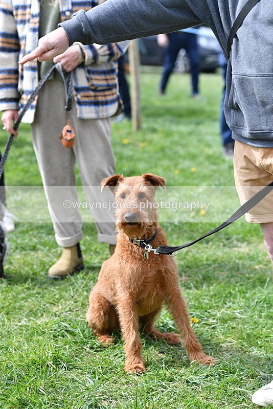WJ5_9749 - Class 3 Most Handsome Dog