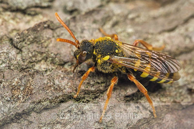 Nomada goodeniana (f) - Nomada goodeniana