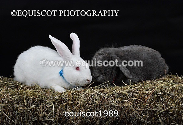 equiscot1989 - GIZMO & OSCAR