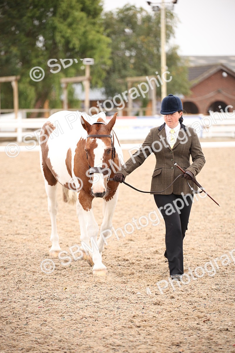 SBM_20112 - Class 702 - IH  Show Horse Pony