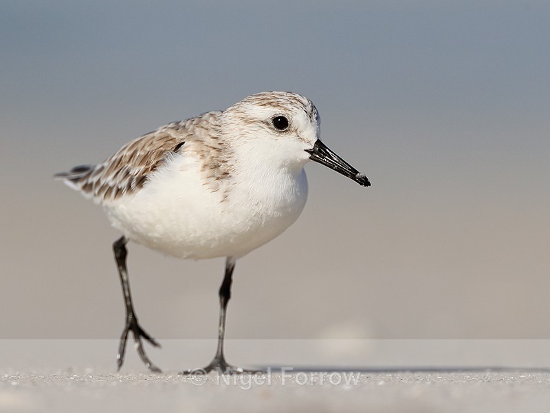 Close approach of Sanderling, Fort De Soto, Florida - Sanderling