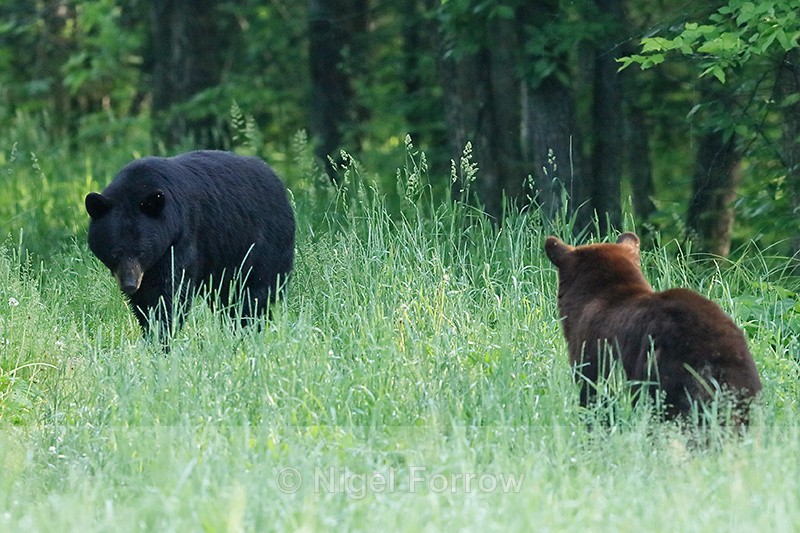 Black Bear confrontation, Minnesota, USA - American Black Bear