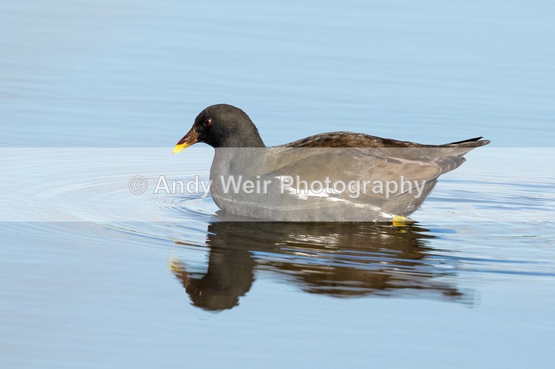 20170207-8E0A3307 - Rails & Coots