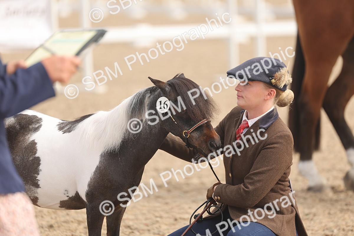 SBM_04548 - Class 19 - Horse/Pony Judge would most like to take home