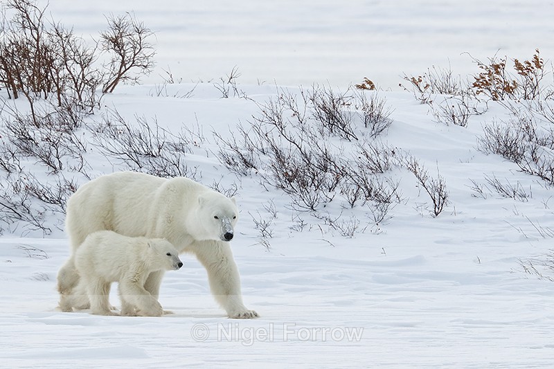 Female Polar Bear & cub on frozen lake, Churchill, Canada - Polar Bear
