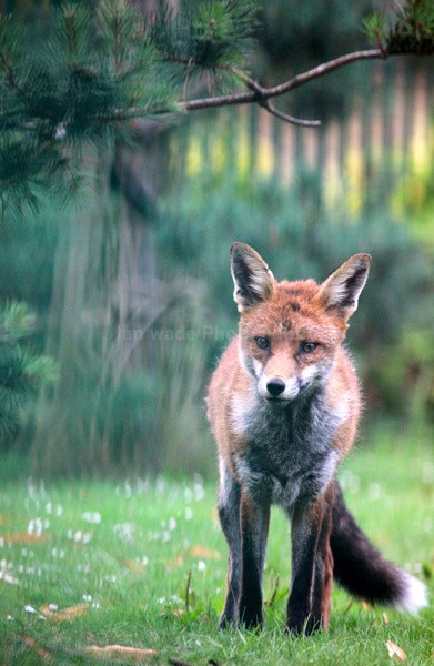  - Urban Foxes, Bristol, Great Britain