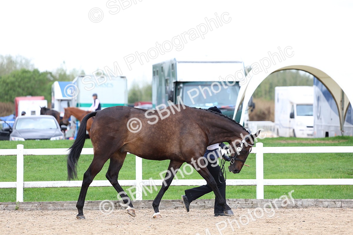 SBM_05699 - Class 28 - IH Veteran Horse
