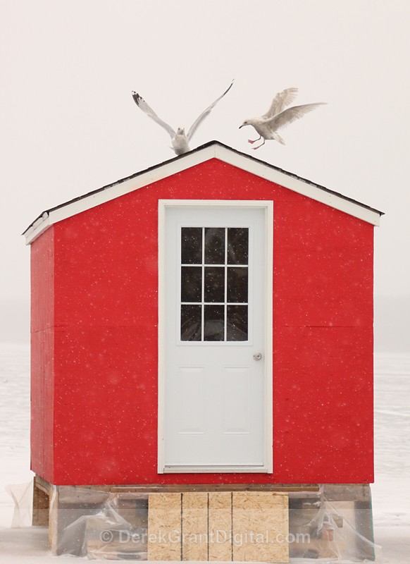 Red Hut Ice Fishing New Brunswick Canada