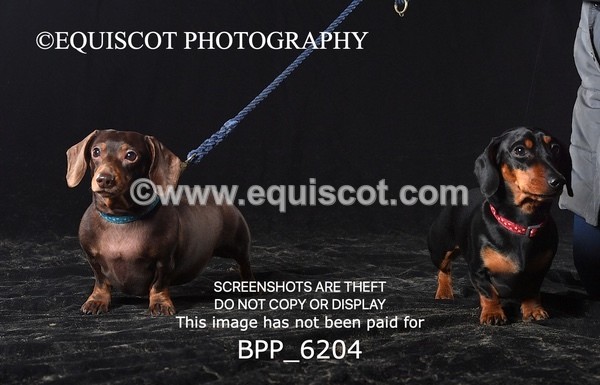 BPP_6204 - LESLEY GRANGER DOGS