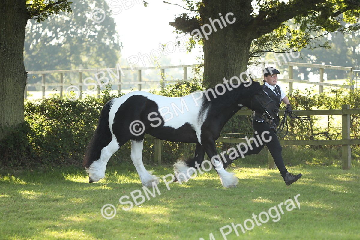SBM_60872 - S43 - Coloured Pony In Hand