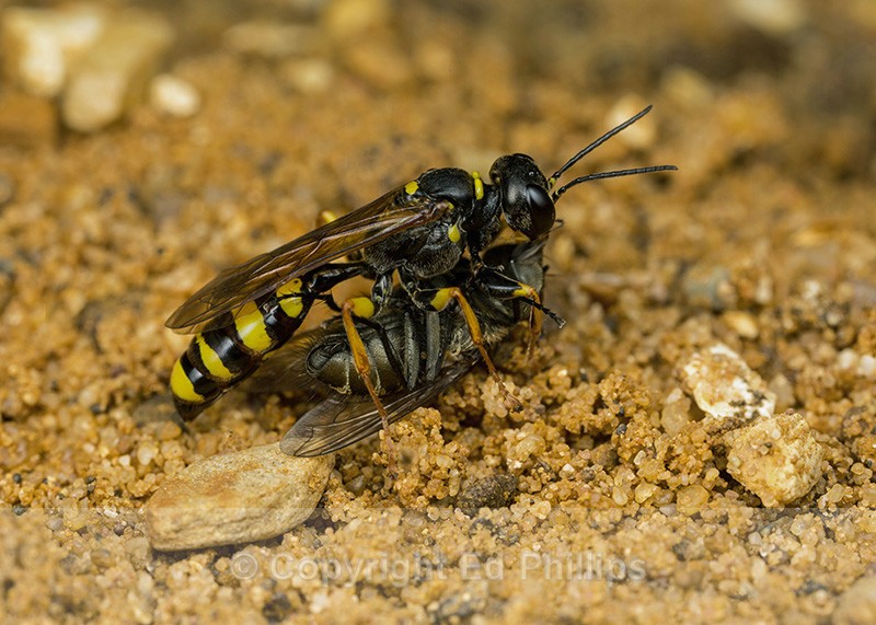 Mellinus arvensis (f) - Mellinus arvensis