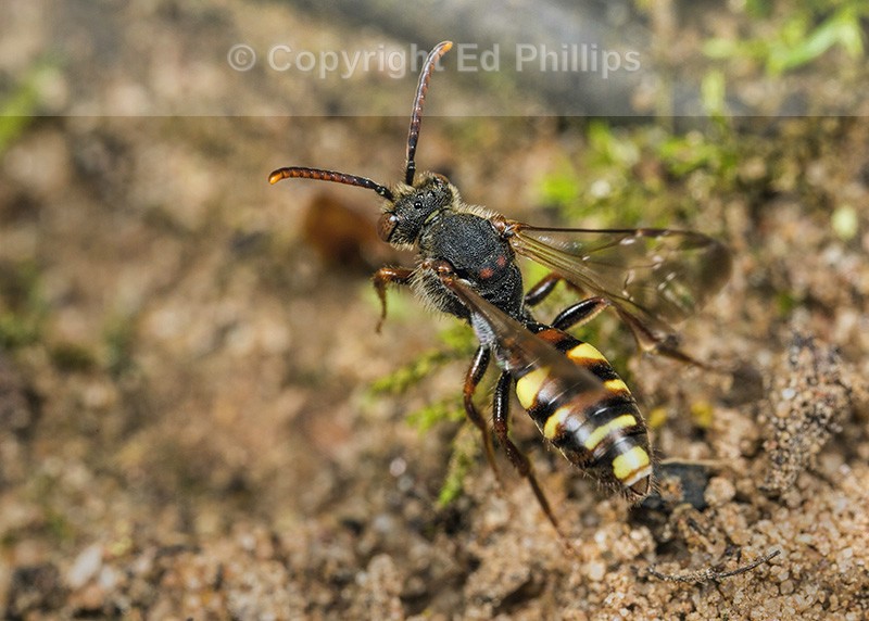 Nomada leucophthalma (f)