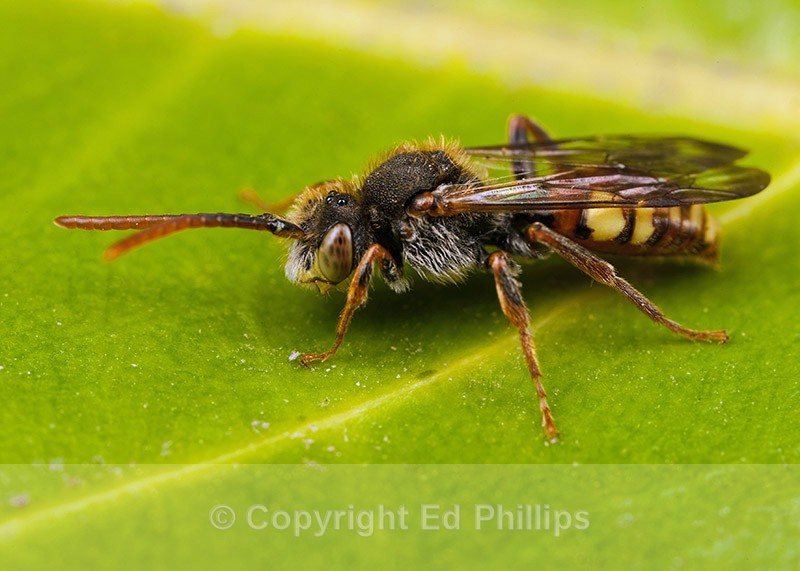 Nomada hirtipes (m) - Nomada hirtipes