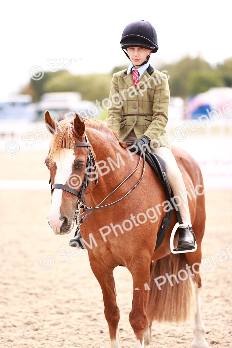 SBM_18318 - Class 417 - Handsome Gelding (IH or Ridden - JNR)