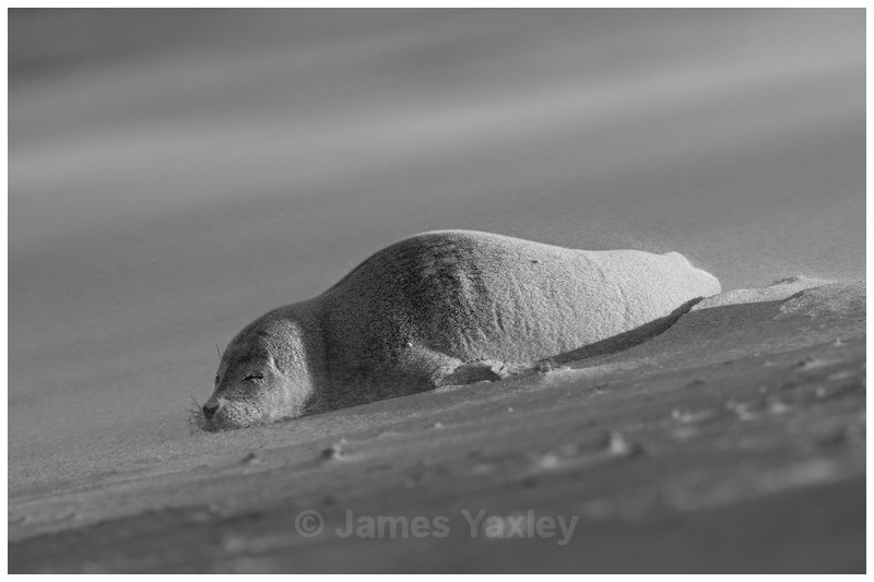 Exhausted Seal Pup in Sandstorm - Nature in Black & White