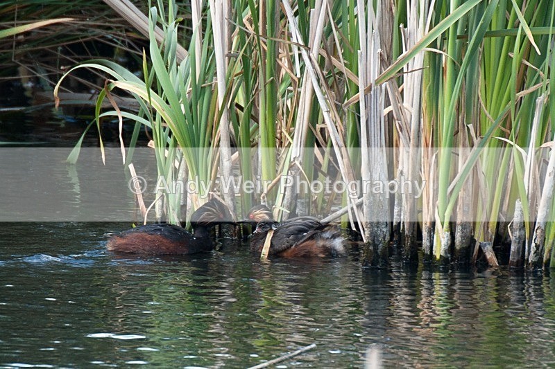 20080625- 001 - Black-necked Grebe