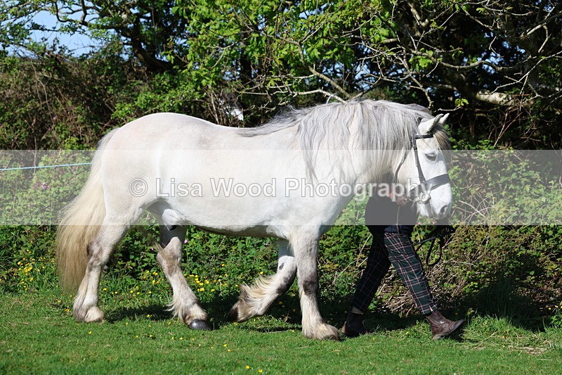 3E7A8529 - Class 13: M & M Large Breeds